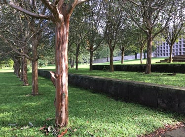 Jardines del Museo de Antropologia de Xalapa. 