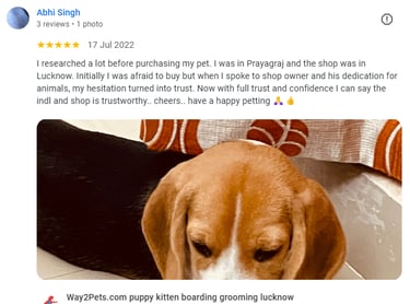 Beagle customer prayagraj . Bought puppy from way2pets pet shop gomti nagar