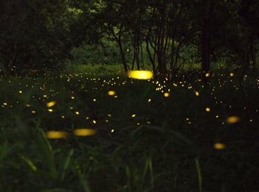 Firefly watching Puerto Princesa Palawan