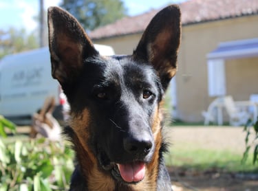 Ferme de Belon : Beauceron chien CBD