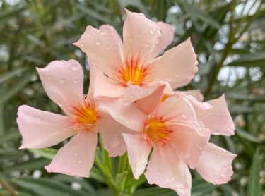 Laurier-rose à la teinte abricot très délicate