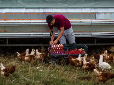 Hand picked organic eggs from organic chickens, free range