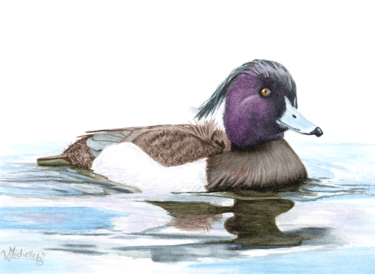 Tufted Duck, Original Artwork