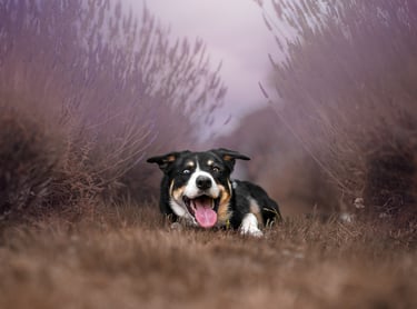 border collie in a lavender field