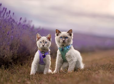 Two kittens in a lavender field pet photography session
