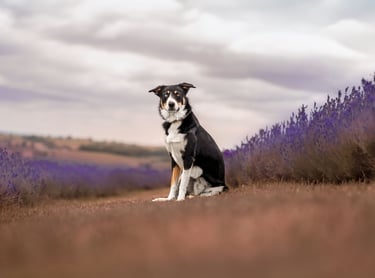 Border collie sat in a lavender field during a pet photography lavender session