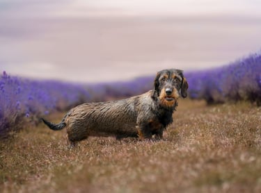 dachshund in a lavender field staring into the camera