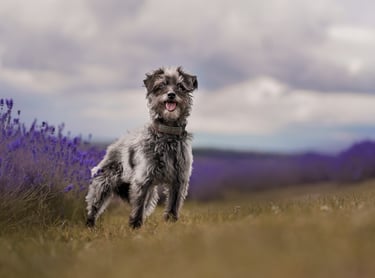 Poodle dog in a dog photography lavender field session