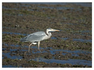 GARZA REAL (ARDEA CINEREA)