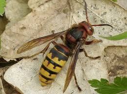 Frelon européen