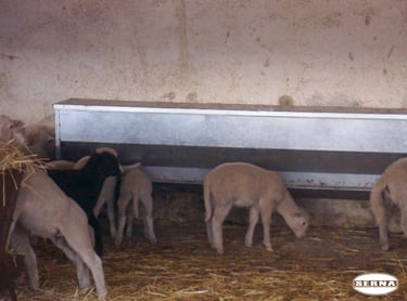 Tolva cebadero corderos galvanizada SERNA MATERIAL GANADERÍA Y CERCADOS, OVINO PRODUCTOS