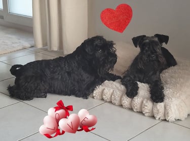 Reproducteurs Schnauzers nains