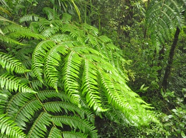 Monteverde Cloud Forest Reserve, Costa Rica