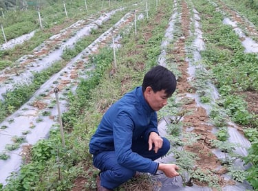 A male farmer in a blue jacket inspects vegetable crops in a commercial farm field with plastic mulch.