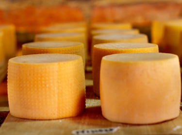 Rows of artisanal round cheese wheels aging on wooden shelves in a traditional cellar.