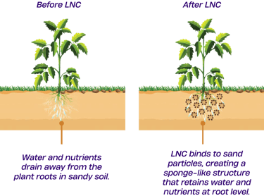 A diagram of few plants growing with the help of Liquid Natural Clay (LNC) technology