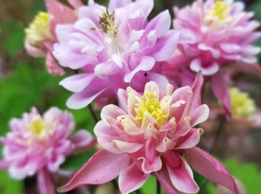 Pink columbine flowers. 