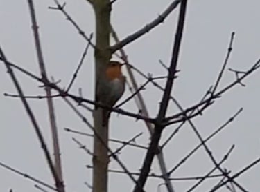 Rotkelchen im Baum