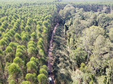 consultoria ambiental