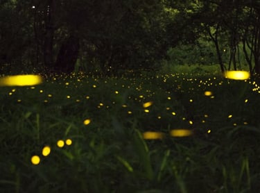 Firefly watching Puerto Princesa Palawan