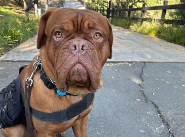 Bantha the mastiff is a gentle giant at 120 lbs!