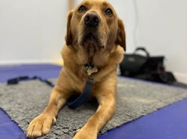 Labrador canine physiotherapy