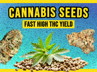Premium cannabis seeds and high THC marijuana flower buds for fast growing high yields.