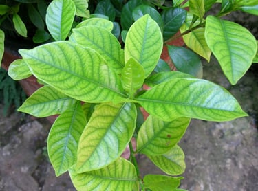 Agrume aux feuilles jaunes, malade d'une chlorose ferrique