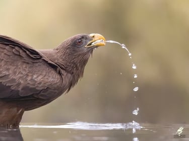 A brown hawk with a yellow beak drinks from a river with water dripping from its mouth.