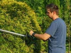 a man cutting a hedge