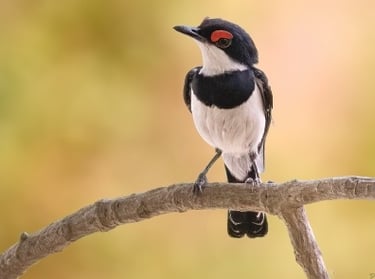 A small black and white Common Wattle-eye bird perched on a branch against a blurred autumn background.