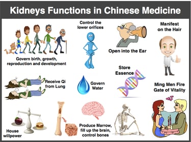 TCM kidneys
