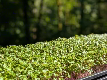 Our Hydroponic farm for heirloom microgreens & herbs. Healthy weekly meal prep private chef dinners