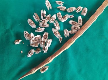 Graines de moringa