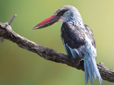 A blue and grey Woodland Kingfisher perched on a wooden branch with a bright red bill.