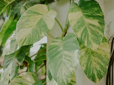 Mature Epipremnum aureum Hawaiian leaves
