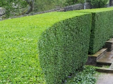 privet hedge trimmed