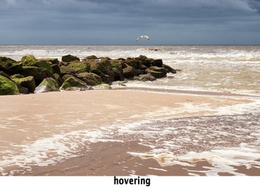 a bird flying over rocks on a beach