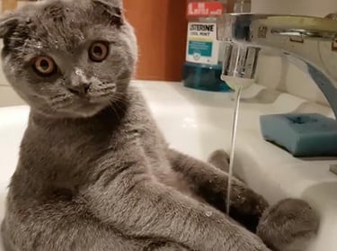 cat in a sink