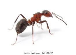 TLC Upstate Lawn & Pest Ant Control