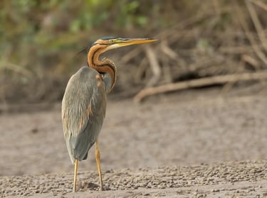 Purple Heron standing in the marsh | Birding Adventures Gambia