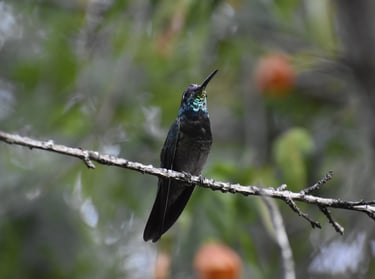 A Rivoli's Hummingbird with irridescent blue throat perches on a thin branch