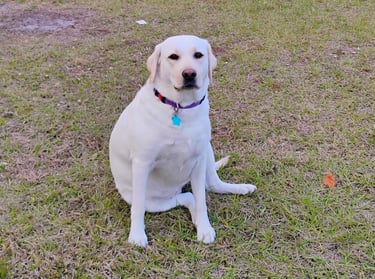 my dog Loni the yellow labrador