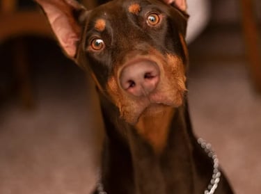 DOBERMAN PINSCHER