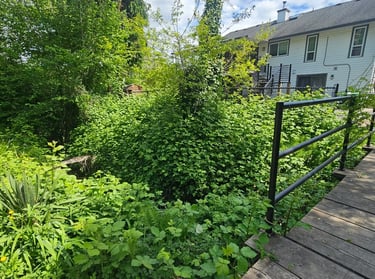 blackberries overgrown over a stream. A white house is in the background