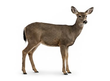 Black-Tailed Deer