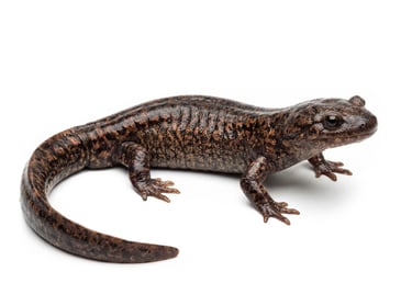 Pacific Giant Salamander