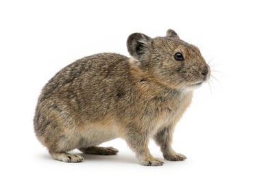 Pika