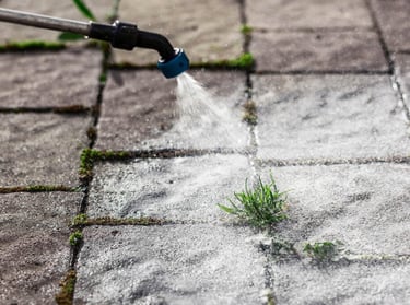 spraying a weed