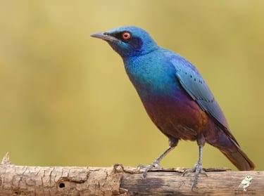 Iridescent blue-eared starling bird with vibrant plumage perched on a rustic branch.